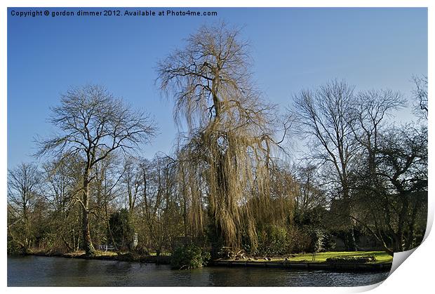 Weeping willow on the Thames Print by Gordon Dimmer