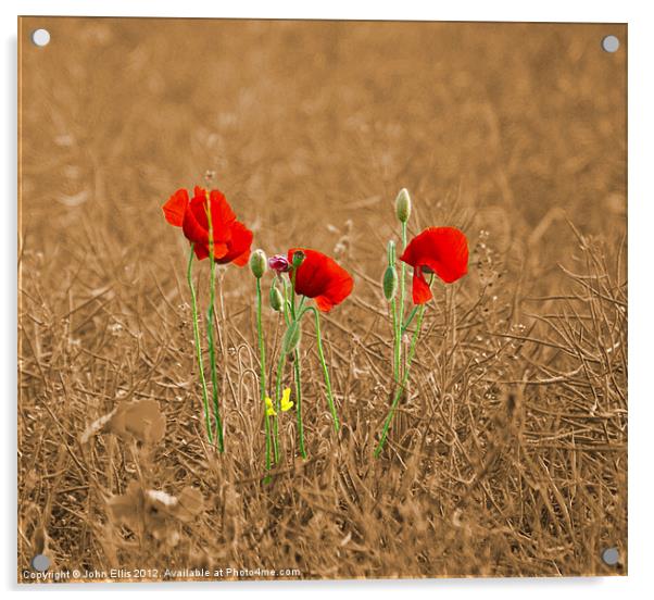 Three Little Poppies Acrylic by John Ellis