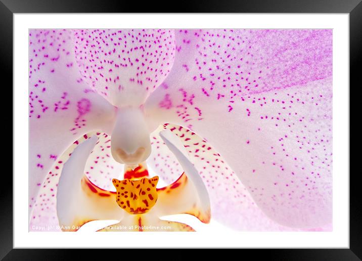 Pink Orchid Framed Mounted Print by Ann Garrett