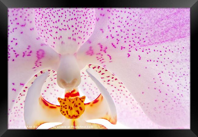 Pink Orchid Framed Print by Ann Garrett