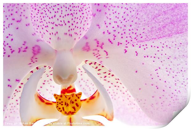 Pink Orchid Print by Ann Garrett