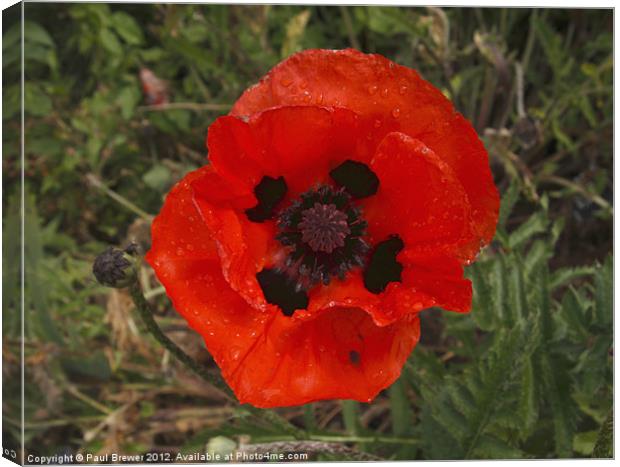 Large Red African Poppy Canvas Print by Paul Brewer