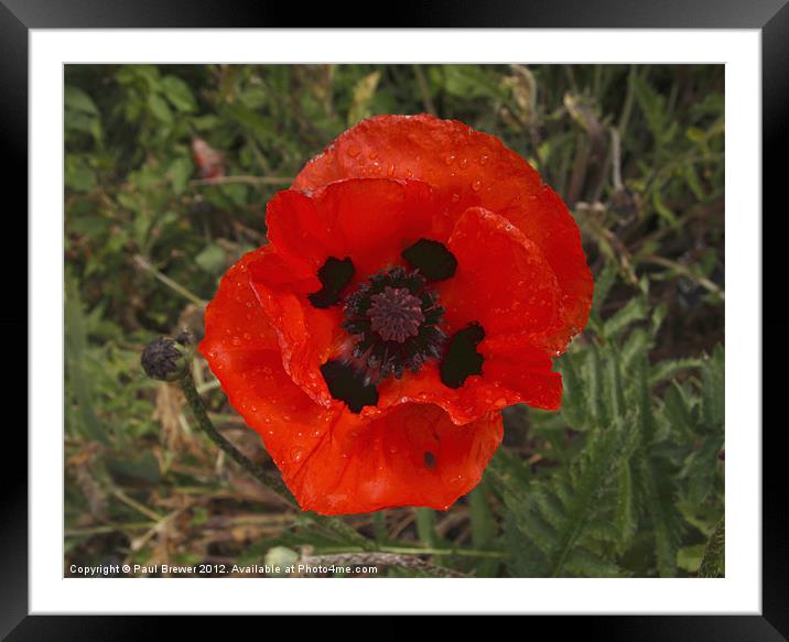 Large Red African Poppy Framed Mounted Print by Paul Brewer