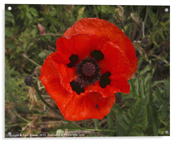 Large Red African Poppy Acrylic by Paul Brewer