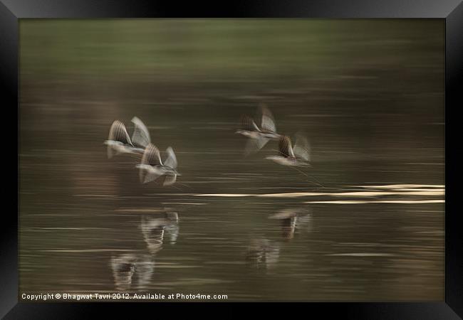 Flying in slow motion Framed Print by Bhagwat Tavri