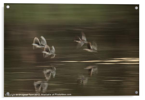 Flying in slow motion Acrylic by Bhagwat Tavri