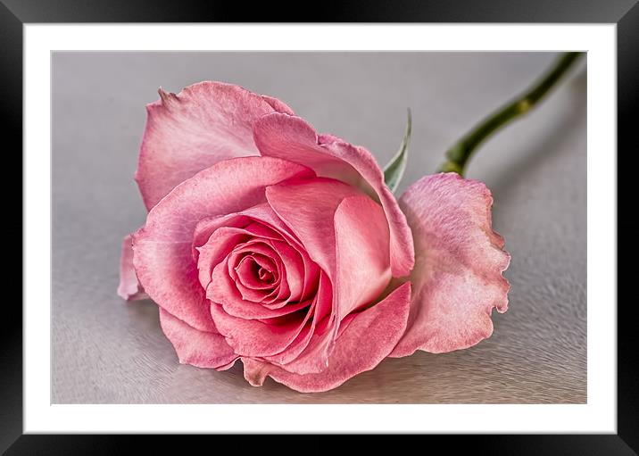 Pink Beauty Framed Mounted Print by Val Saxby LRPS