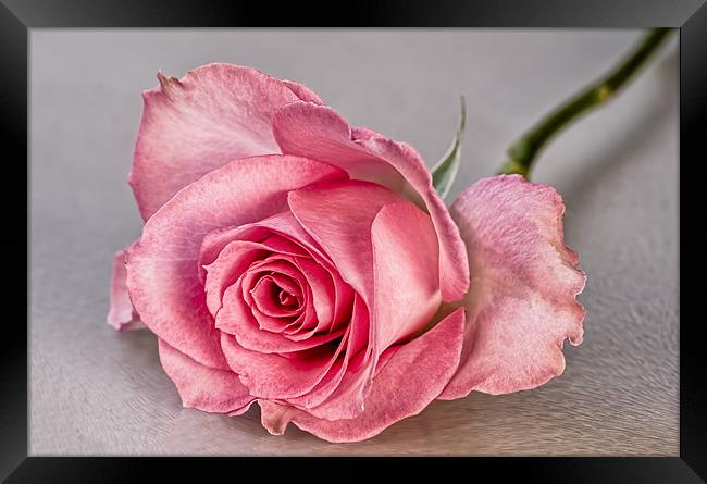 Pink Beauty Framed Print by Val Saxby LRPS