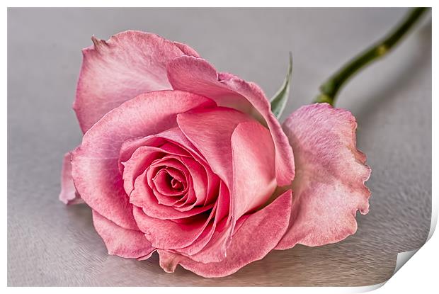 Pink Beauty Print by Val Saxby LRPS