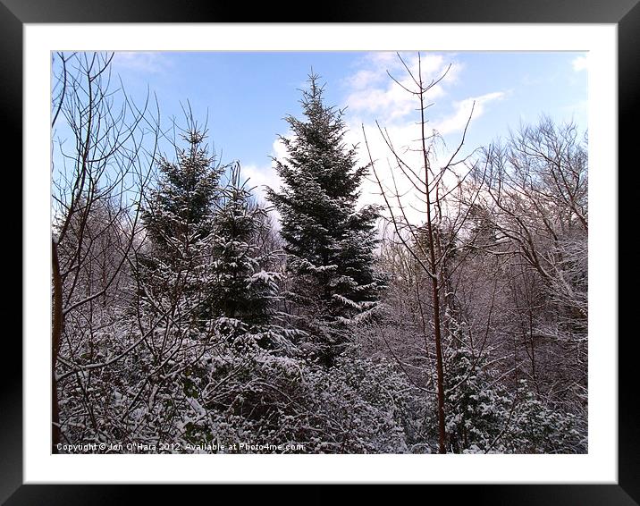TREE SILHOUETTE SNOW Framed Mounted Print by Jon O'Hara