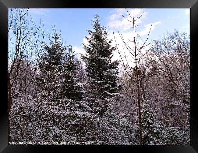 TREE SILHOUETTE SNOW Framed Print by Jon O'Hara