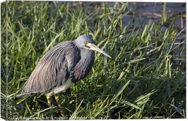 Little Blue Heron Canvas Print by Lynne Morris (Lswpp)