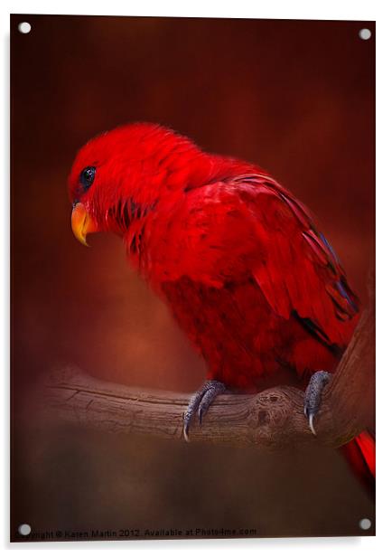 Red Parrot Acrylic by Karen Martin