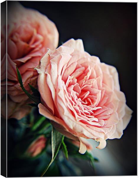 Rose romance pink florals. Canvas Print by Rosanna Zavanaiu