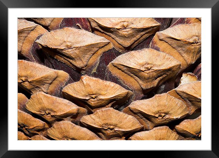 Pine Cone Macro Framed Mounted Print by Andy Allen