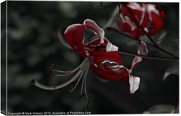 Blood Lilly Canvas Print by Mark Hobson