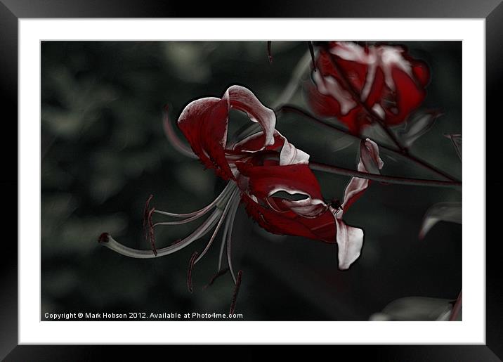 Blood Lilly Framed Mounted Print by Mark Hobson