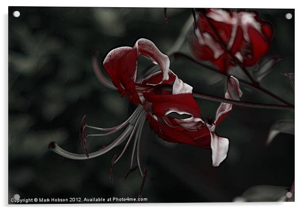 Blood Lilly Acrylic by Mark Hobson