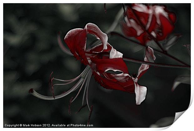 Blood Lilly Print by Mark Hobson