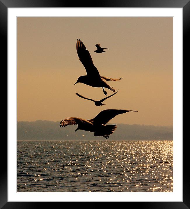 Dancing Gulls Framed Mounted Print by Louise Godwin