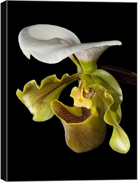 Macro Orchid Canvas Print by Andy Allen