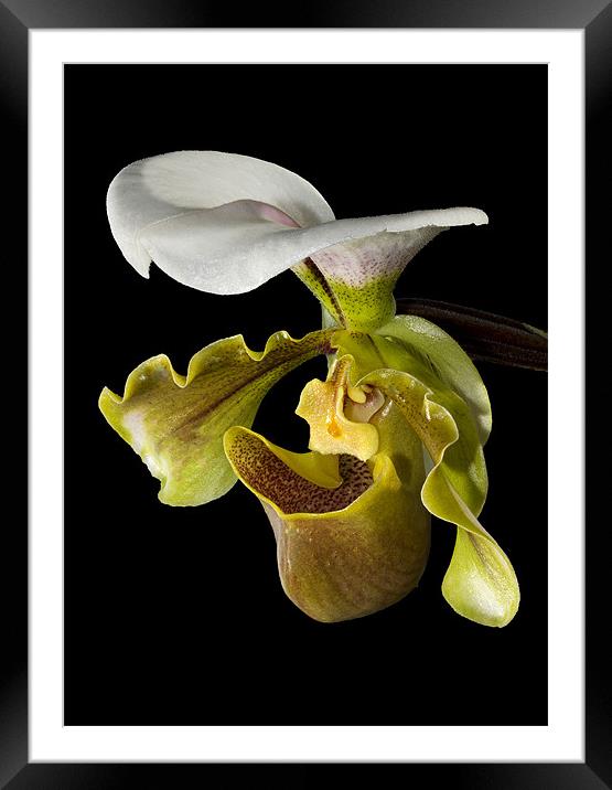 Macro Orchid Framed Mounted Print by Andy Allen