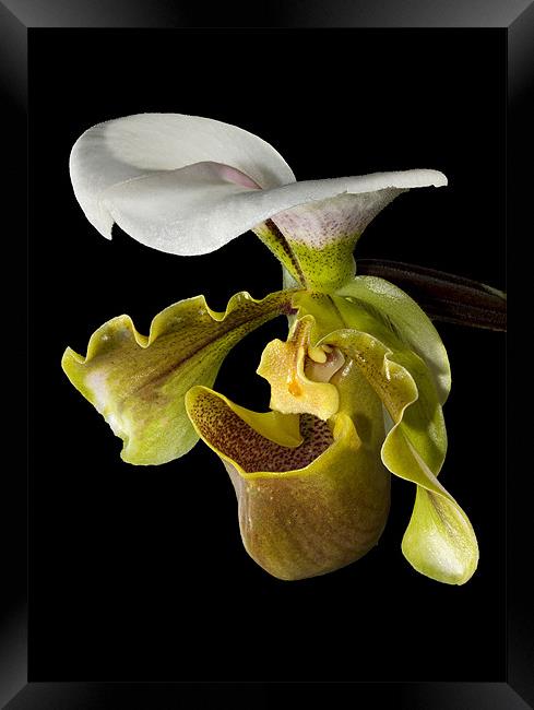 Macro Orchid Framed Print by Andy Allen
