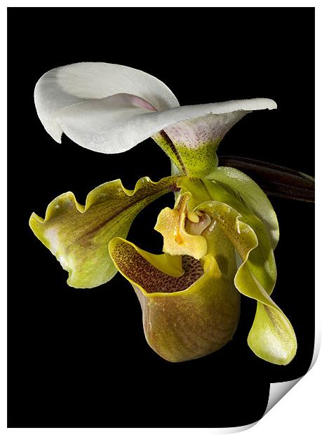 Macro Orchid Print by Andy Allen