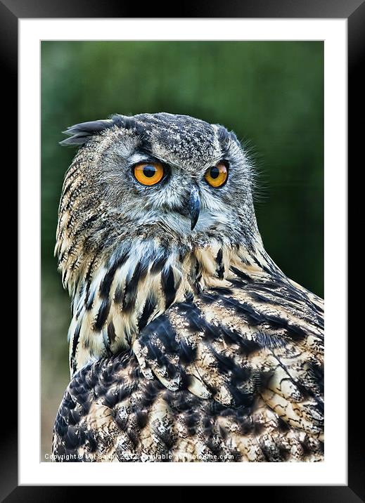 European Eagle Owl Framed Mounted Print by Val Saxby LRPS