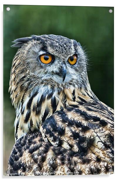 European Eagle Owl Acrylic by Val Saxby LRPS
