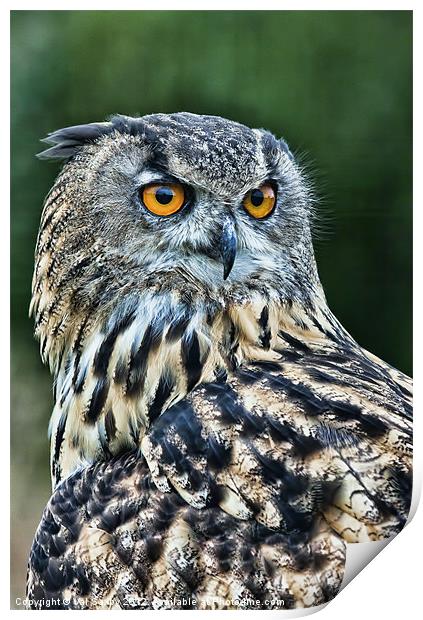 European Eagle Owl Print by Val Saxby LRPS