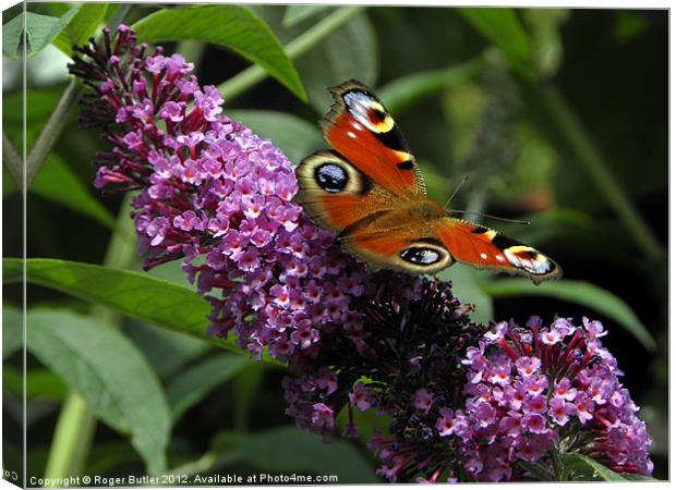 Peacock Butterfly on Buddleia Canvas Print by Roger Butler