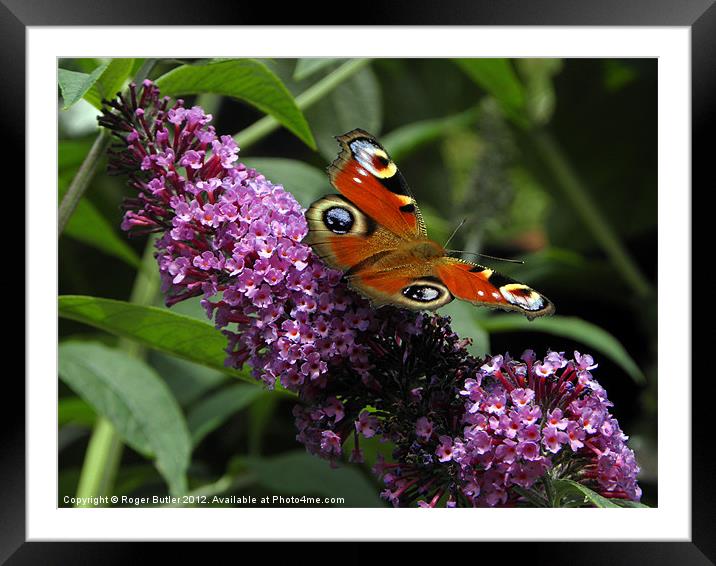 Peacock Butterfly on Buddleia Framed Mounted Print by Roger Butler