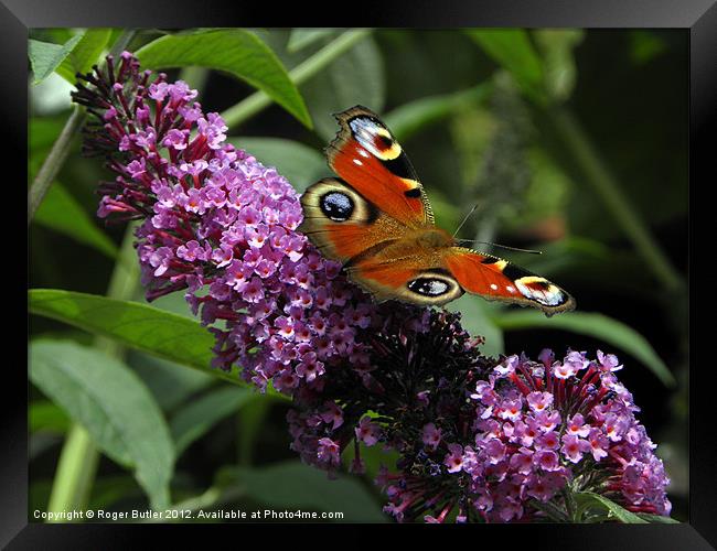Peacock Butterfly on Buddleia Framed Print by Roger Butler