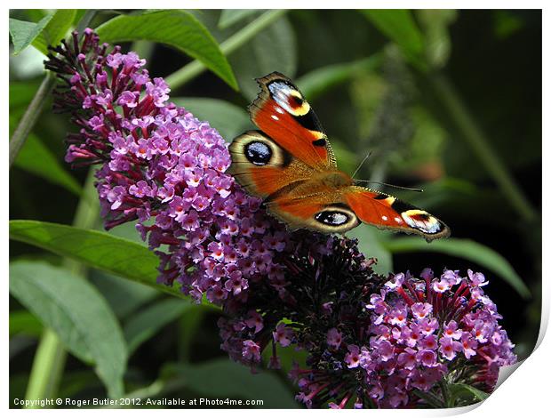 Peacock Butterfly on Buddleia Print by Roger Butler
