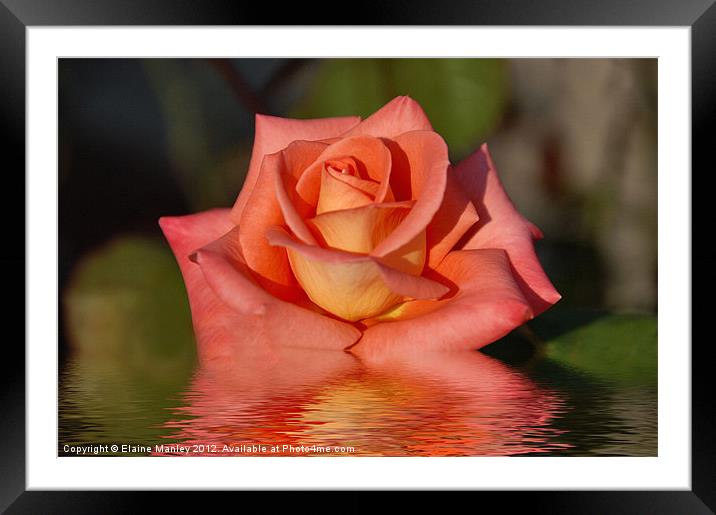 Mandarin Orange Rose flower Reflection Framed Mounted Print by Elaine Manley