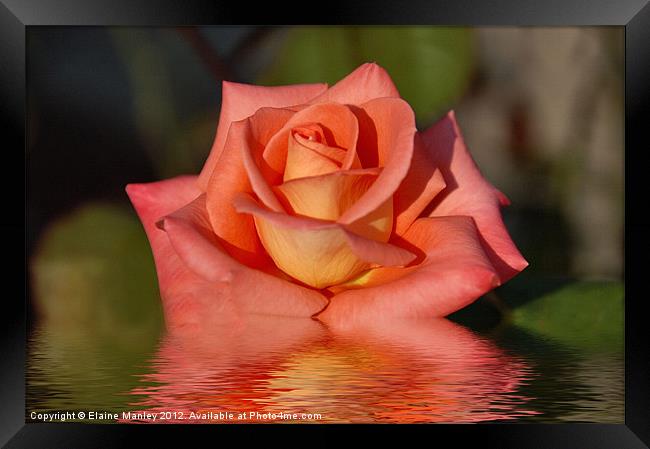 Mandarin Orange Rose flower Reflection Framed Print by Elaine Manley