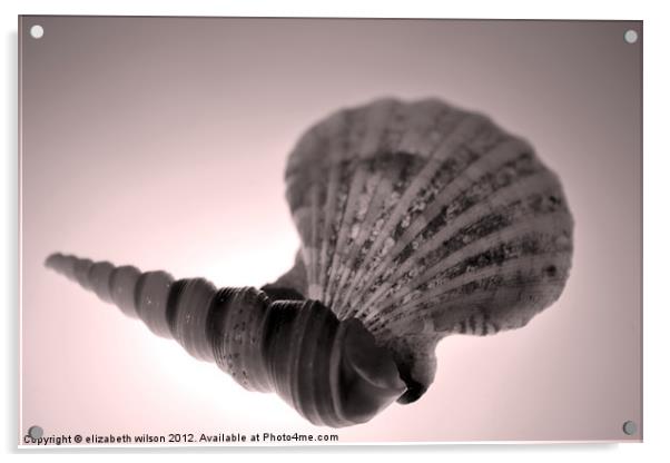 Seashells Acrylic by Elizabeth Wilson-Stephen