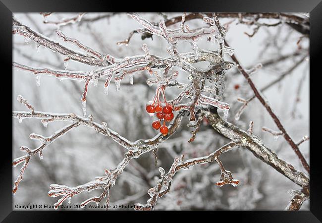 Winter Ice Storm Framed Print by Elaine Darin