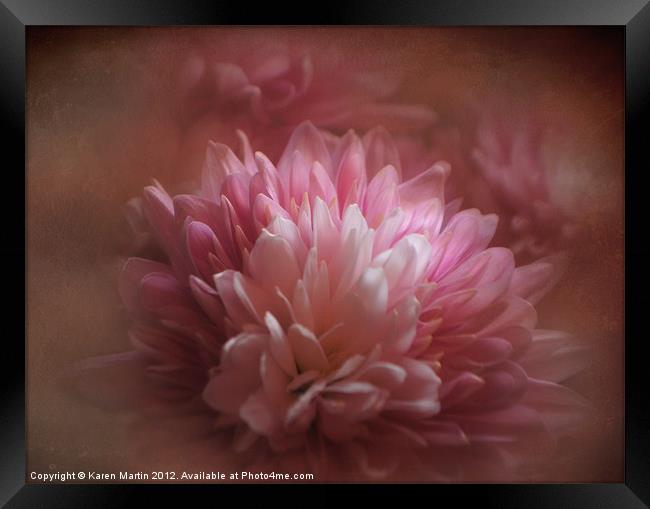 Pink Chrysanthemums Framed Print by Karen Martin