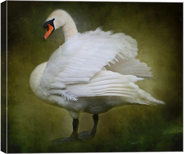 White Swan Canvas Print by Karen Martin