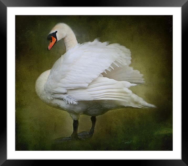 White Swan Framed Mounted Print by Karen Martin