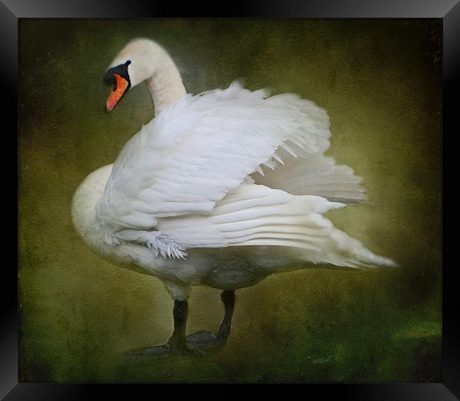 White Swan Framed Print by Karen Martin