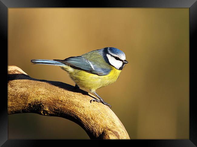 Blue tit Framed Print by Grant Glendinning