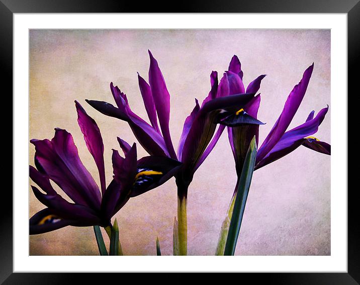 Iris Reticulata Flowers Framed Mounted Print by Jacqi Elmslie