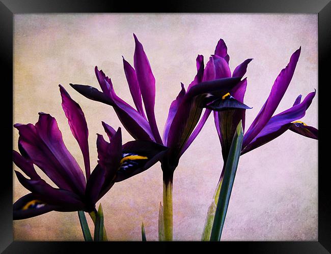 Iris Reticulata Flowers Framed Print by Jacqi Elmslie