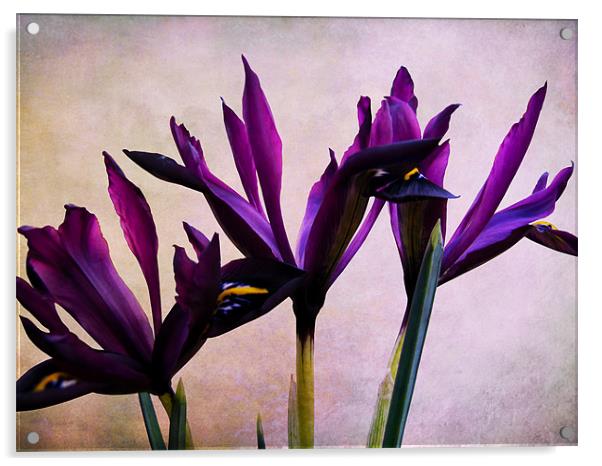Iris Reticulata Flowers Acrylic by Jacqi Elmslie