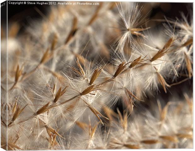 Feathery Seed Heads Canvas Print by Steve Hughes
