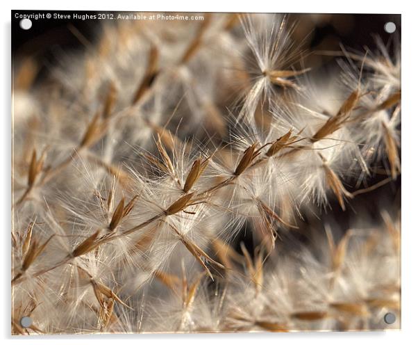 Feathery Seed Heads Acrylic by Steve Hughes