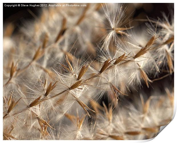Feathery Seed Heads Print by Steve Hughes